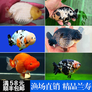 精品兰寿潘氏重墨黑寿奶牛寿娃娃脸小尾兰寿观赏鱼苗耐养金鱼活体