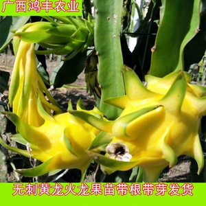 无刺黄龙火龙果苗新品黄皮白肉嫁接苗盆栽地栽庭院果树苗当年结果