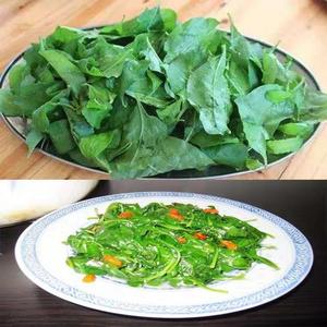 枸杞菜种食用