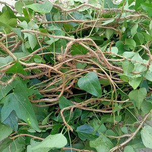 贵州中药材常春藤三角风三角枫追风藤钻天风常春腾500g包邮