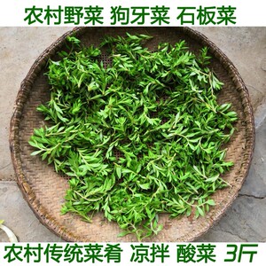 农家现摘新鲜野菜石板菜狗牙菜指甲菜垂盆草石马苋食用农产品销直