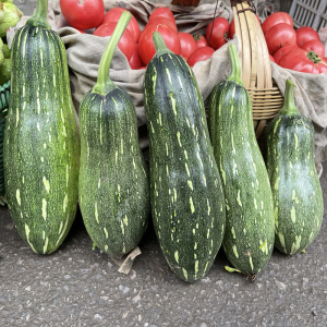 嫩南瓜新鲜长南瓜小窝瓜青南瓜迷你小南瓜长条嫩南瓜农家自种包邮