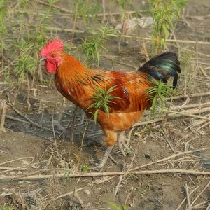 野生散养正宗土鸡公鸡 鲜活现杀笨鸡包邮 只为那忘却的味道