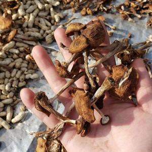 800人付款淘宝正宗 草蘑菇 东北野生蘑菇 榛蘑 长白山