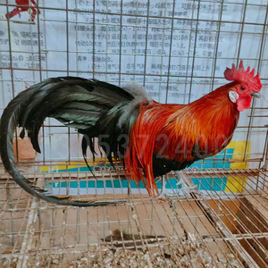 长尾鸡活体小鸡观赏鸡日本白色长尾宠物活鸡公母一对脱温鸡孵化蛋