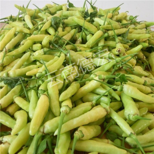 云南德宏特产新鲜野山椒 朝天椒3斤白小米辣椒做泡椒的白辣椒白皮