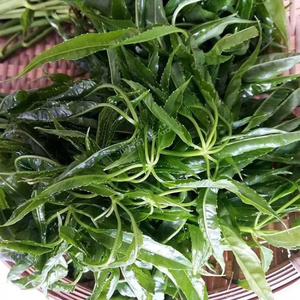 云南德宏芒市特产新鲜蔬菜刷把菜 1斤 德宏特有蔬菜野生凉拌野菜