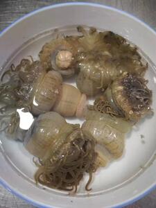 海肠子鲜活海葵