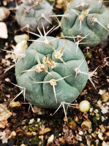 长刺光琳玉实生仙人球萌多肉植物绿植盆栽寻仙园阳台窗台美观趣味