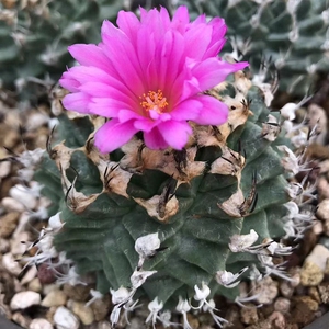 赤花娇丽实生仙人球萌多肉植物绿植盆栽寻仙园阳台窗台美观防辐射