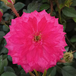 榴花秋舞h50杆加仑盆棒棒糖月季