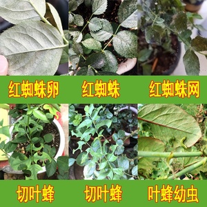 杀虫剂花卉植物花草百虫灵月季多肉茉莉杜鹃小飞虫切叶蜂土里害虫