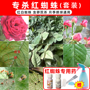 杀红蜘蛛专用药植物花卉月季玫瑰绣球茉莉花红蜘蛛杀卵杀虫杀螨剂