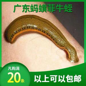医用放血  吸血水蛭  清养活体菲牛蛭  金边蚂蝗 包活20起包邮