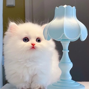 小奶猫幼猫50元以下