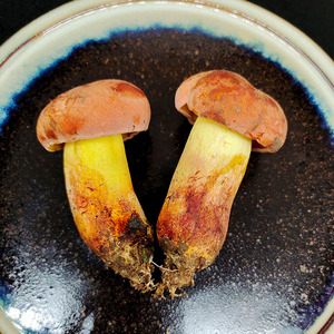 2022年云南新鲜野生红葱牛肝菌见手青顺丰包邮食用菇木水花特产