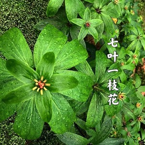 七叶一枝花正宗重楼种苗独角莲滇重楼七叶莲重台草蚤休