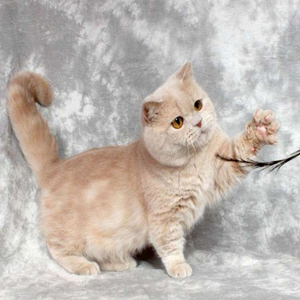 曼赤肯猫短腿