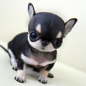 吉娃娃幼犬出售