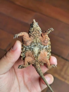 2022变异大鳄苗 大理石 wg变异大鳄 进口大鳄中美拟鳄龟纯佛鳄龟