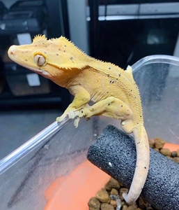 睫角守宫蜥蜴可爱网红宠物幼体活物新手入门级r属巨人豹纹体粮食