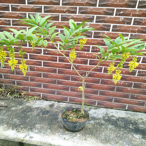 黄花倒水莲观音串黄花远志苗盆栽盆景净化空气