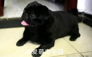 八哥犬纯种黑色