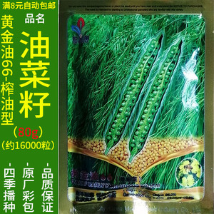 黄金油80g四川菜籽油榨油油菜籽花种子籽仔孑油麻菜籽麻油菜播种