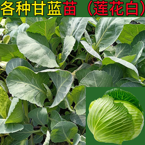 白莲花苗
