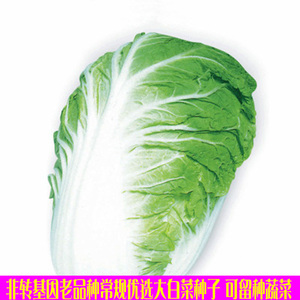 非转基因老品种常规大白菜种子 阳台庭院春秋播可留种蔬菜籽