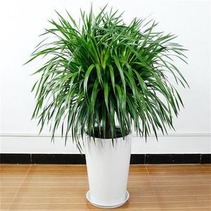 多头龙须树龙须铁龙须兰龙血树室内客厅大型盆栽绿植花卉栽好发货