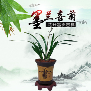 墨兰奇花 喜菊 好养浓香型兰花苗多舌奇蝶花观花室内盆栽绿植客厅