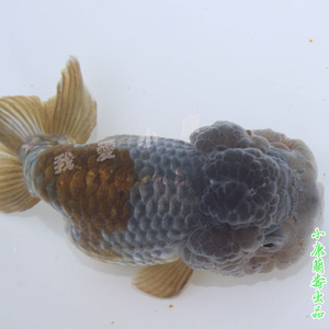 小康家推出2022希有品种紫蓝寿兰寿金鱼苗 冷水鱼 观赏鱼苗活体金