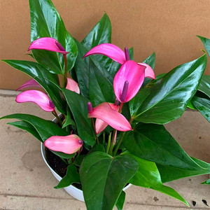 红掌白掌一帆风顺红唇鸿运当头盆栽带花四季开花阳台客厅绿植花卉_阿