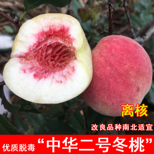 嫁接中华二号冬桃桃树苗晚熟脆甜桃苗盆栽北南方庭院种植当年结果