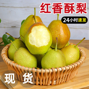 红香酥梨当季梨子新鲜包邮雪梨整箱5斤香梨应脆甜多汁时令水果10