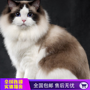 猫舍布偶猫活体幼猫纯种海豹双色赛级蓝眼家养宠物猫仙女猫长毛猫