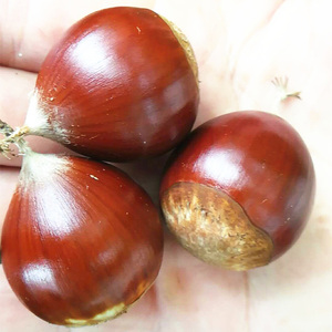 2020年新鲜锥栗生栗子 福建三明泰宁高山油栗甜栗圆栗锥形5斤