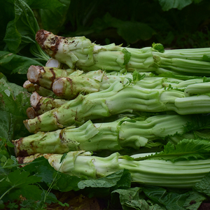 四川特产 新鲜棒棒菜 菜头 菜心 棒菜蔬菜 菜脑壳 芥菜头5斤