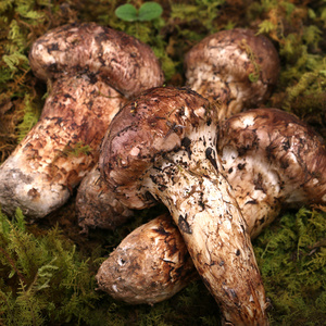 精品装礼盒香格里拉新鲜松茸菌 500g 出口级新鲜松茸云南特产