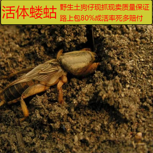 蝼蛄活虫野生土狗仔画眉专用虫喂鸟的画眉吃的虫子鸟食入药哈喇子