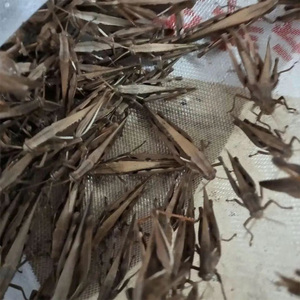 丁蜢活虫蚂蚱活虫虰蜢活体花腿蚂蚱画眉专用虫鸟食兰花蜢草蜢虫龙