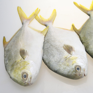 野生金鲳鱼新鲜海鱼鲳鱼金昌鱼平鱼海鲜水产鲜活冷冻一箱30条