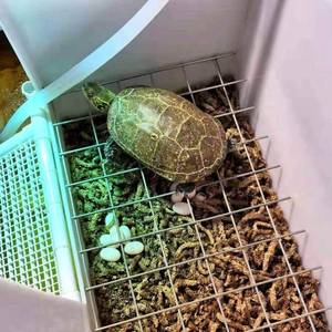 乌龟产蛋池网格繁殖盒草龟晒台龟下蛋箱孵化沙盘乌龟下蛋箱