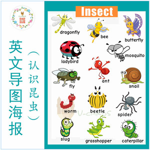 昆虫类insect幼儿童英语图片闪卡片宝启蒙导图分类拼读教师具海报