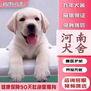 【河南犬舍】拉布拉多幼犬小中大型宠物真物狗狗家养神犬小七