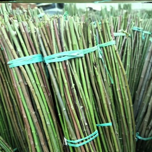 日本无刺蔷薇杆嫁接杆棒棒糖树状独杆月季嫁接玫瑰砧木大量扦插