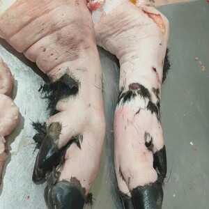 a13【山壳佬】猪蹄生猪手爪子2只约5斤 肘子猪大腿整只装猪脚