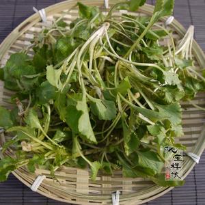 东北野生新鲜山野菜 山生菜  250g 还可以单点猫吧呼 苦嫩芽 酸浆