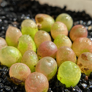 一年彩色编号毛混毛汗尼水蜜桃红李子红宝石蟠桃o泡果冻毛20棵